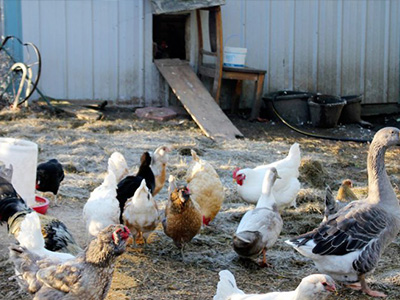 蛋雞舍怎樣安裝水冷風機？蛋雞舍水冷風機安裝步驟