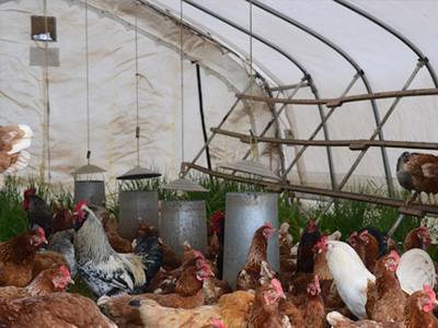 蛋雞舍怎樣安裝水冷風機？蛋雞舍水冷風機安裝步驟